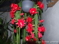 Epiphyllum röd